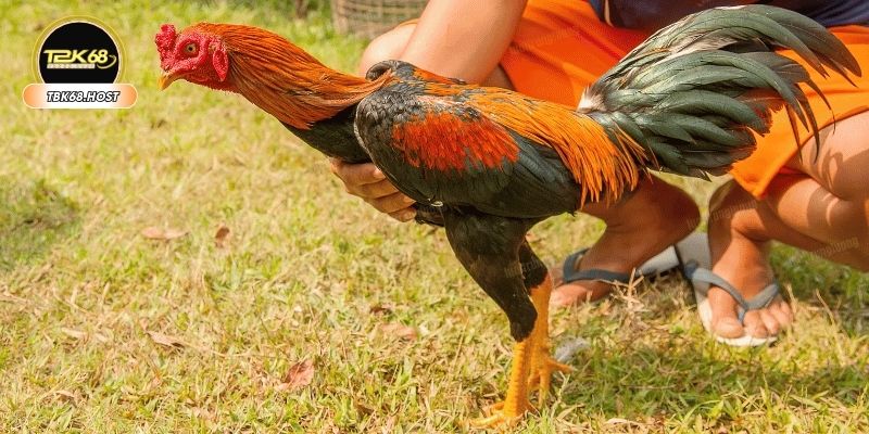 Bài tập giúp tăng sung sức, máu chiến cho gà