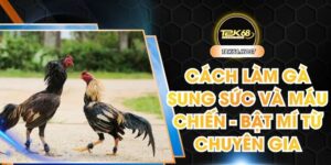 Cách làm gà sung sức và máu chiến