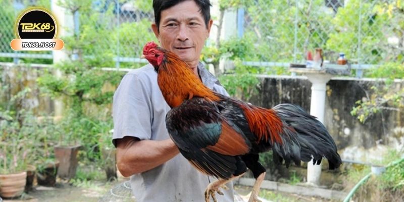 Cách làm gà sung sức và máu chiến với chế độ ăn