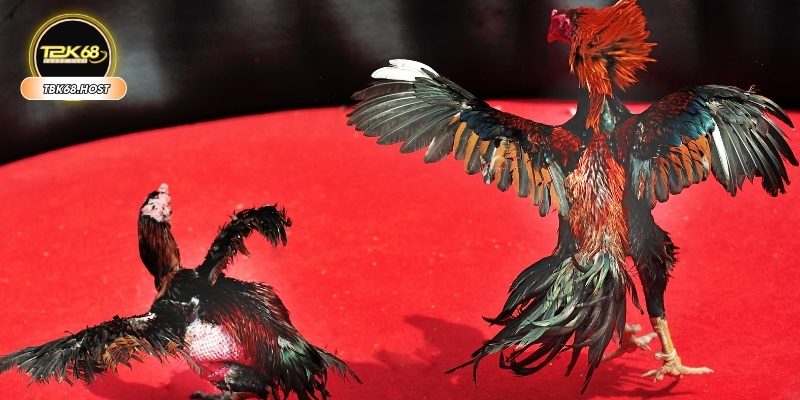 Kinh nghiệm vào cược ở sảnh đá gà