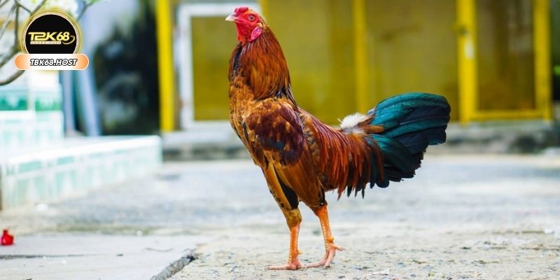 Lý do cần đào tạo gà máu chiến, sung sức